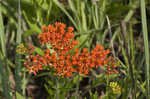 Butterfly milkweed